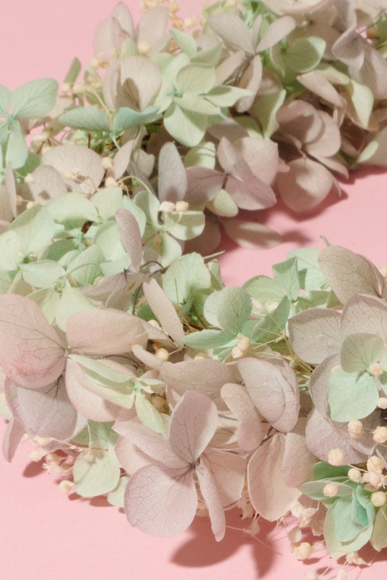 Gentle Crown - Shufizoo